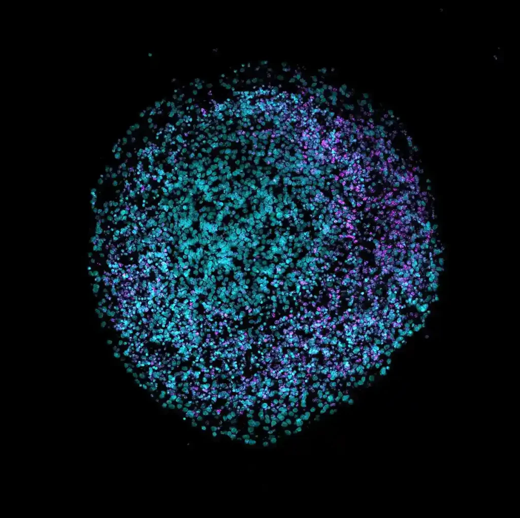 Towards Regulatory-Approved Drug Discovery: Automating and Standardizing Organoid 3D Cell Culture Workflows