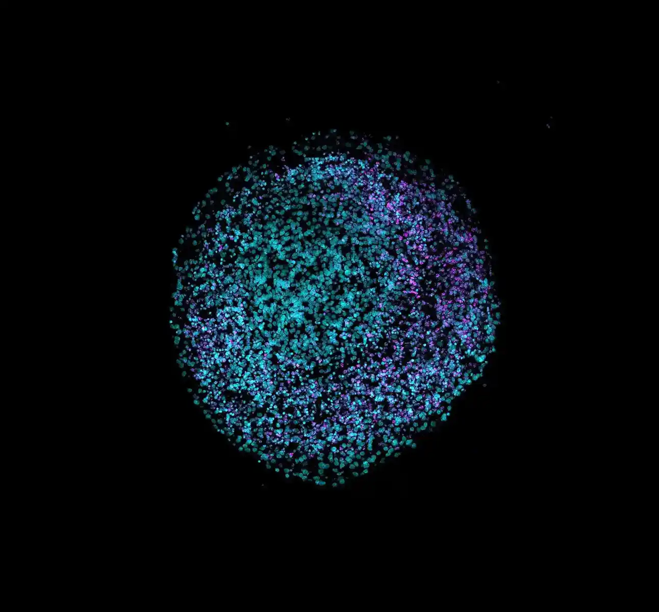 Towards Regulatory-Approved Drug Discovery: Automating and Standardizing Organoid 3D Cell Culture Workflows