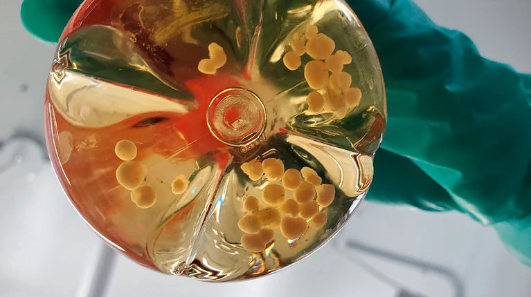 3D Cell Culture Applications