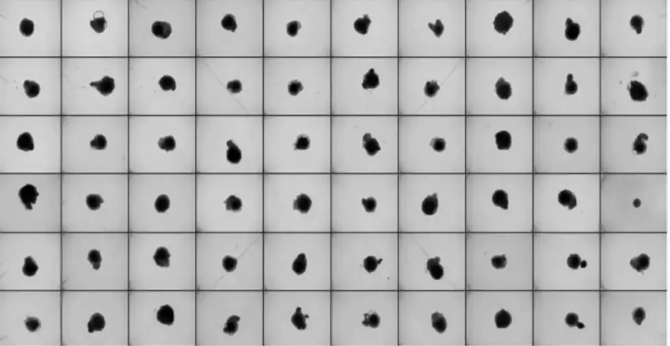 Organoid Culture Protocols: growth, manteinance and analytics