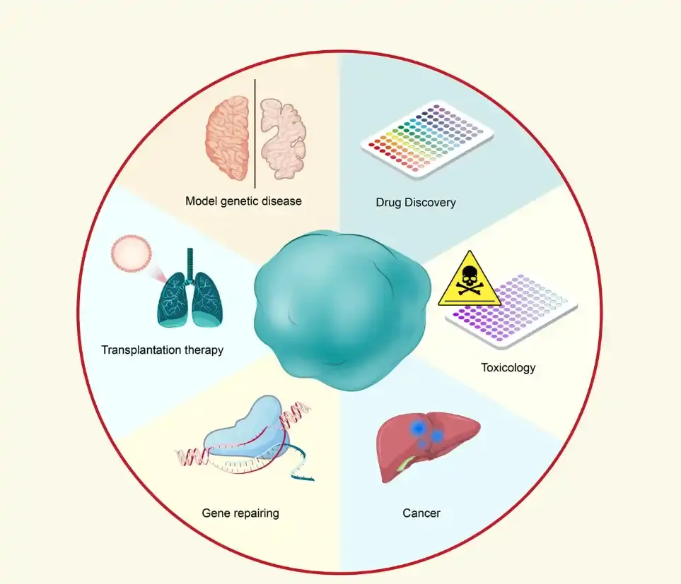 organoid cell culture