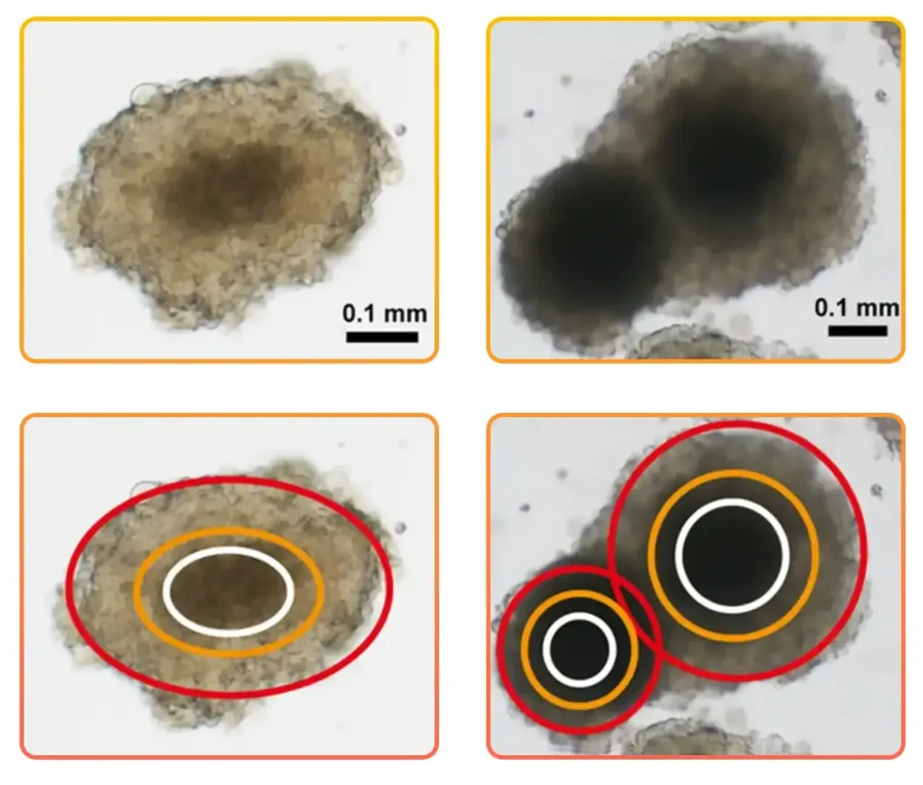 Uniformity Matters in 3D Spheroid Cultures 
